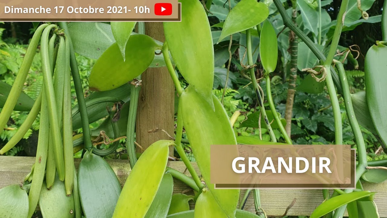Grandir